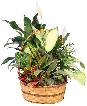 Plentiful Plant Basket Dish Garden in Prairie Du Sac, WI | Rainbow Floral